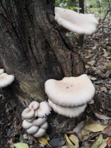 定光寺ハイキング