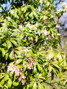 馬酔木（あせび）の花