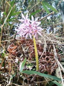 ショウジョウバカマ