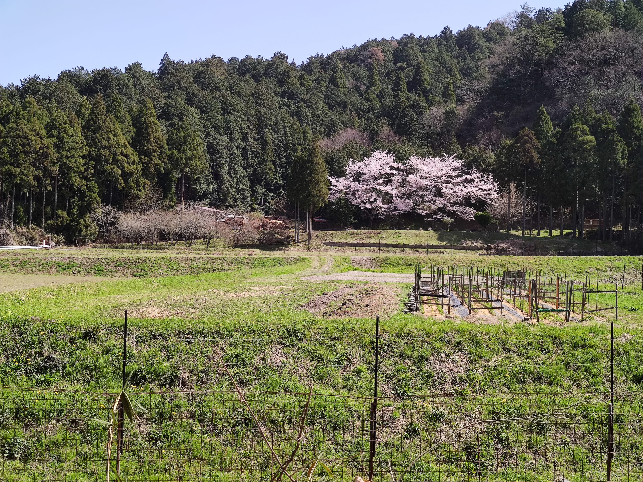 柏原宿から高屋城跡・八講師城跡（ハイキング・コース）