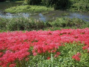 津屋川のヒガンバナ