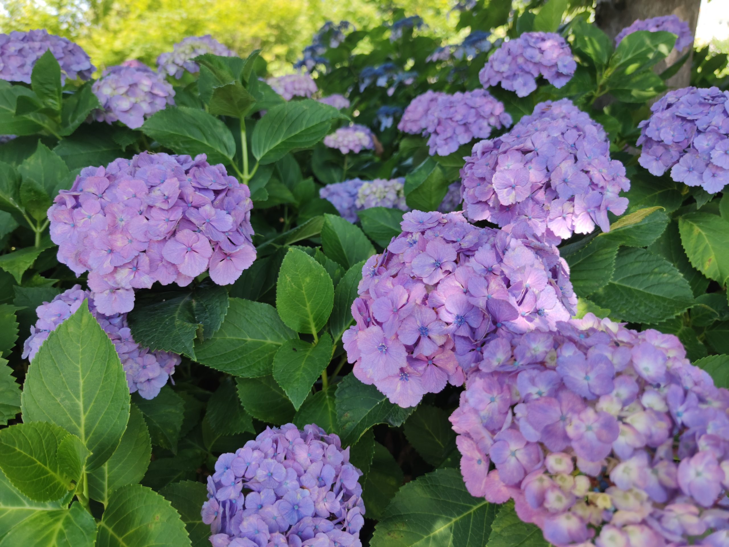 美濃路から稲沢アジサイ寺性海寺、矢合観音（ウォーキング・コース）