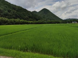 津保川流域の田園