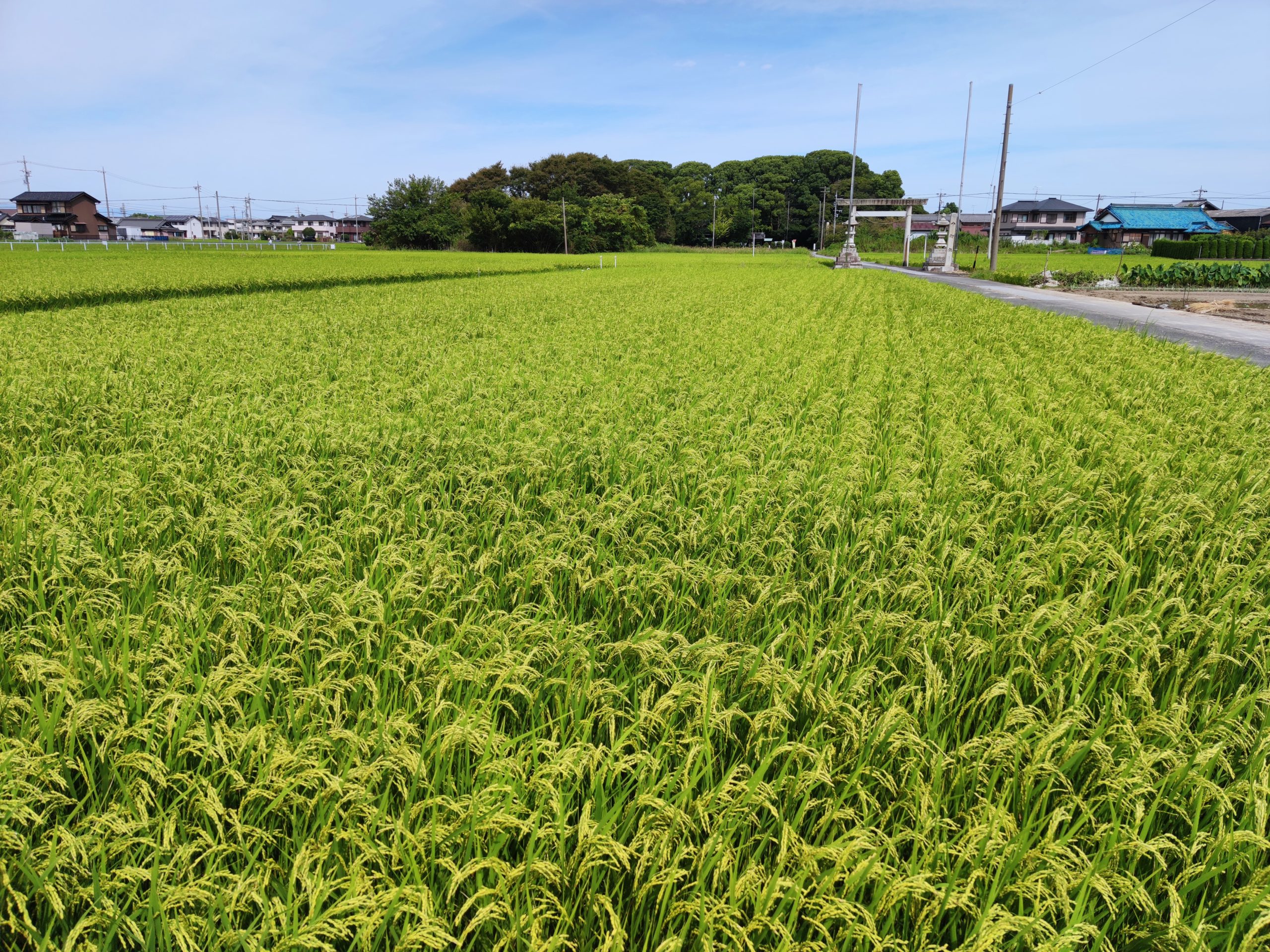 美濃路　稲葉宿から萩原宿（ウォーキング・コース）