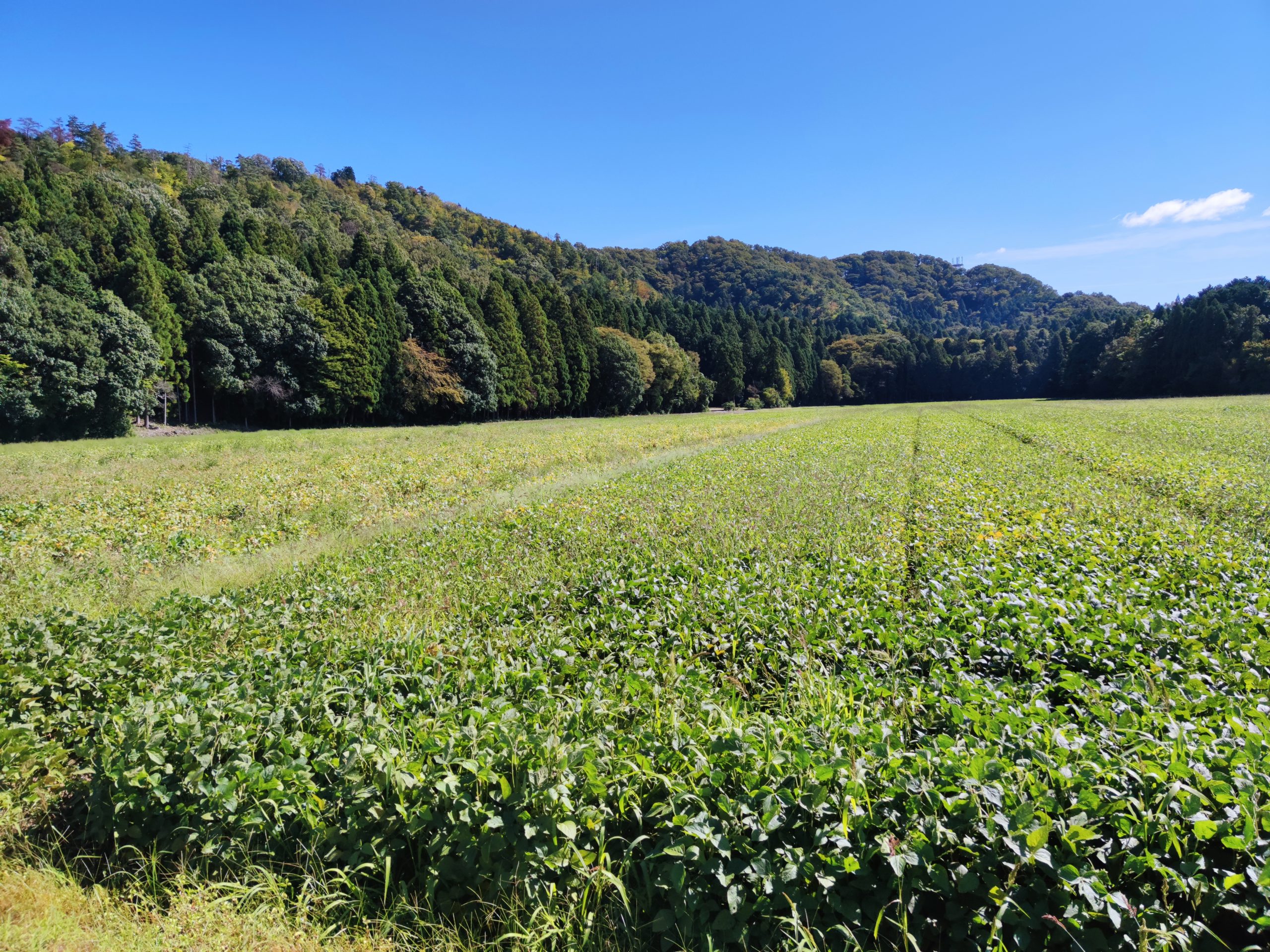 虎御前山（ハイキング・コース）