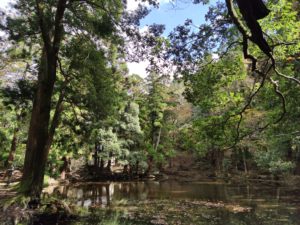 朱雀池と近江天満宮