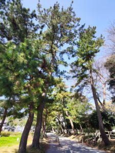 御油の松並木