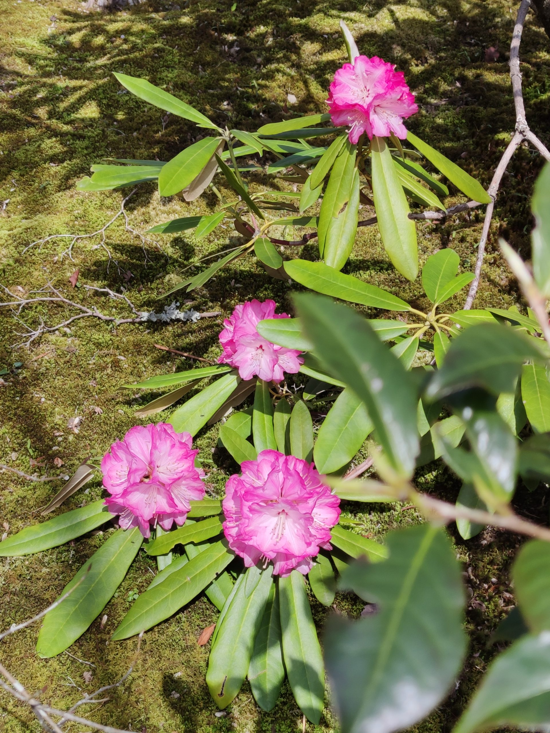 Tenryuji Garden