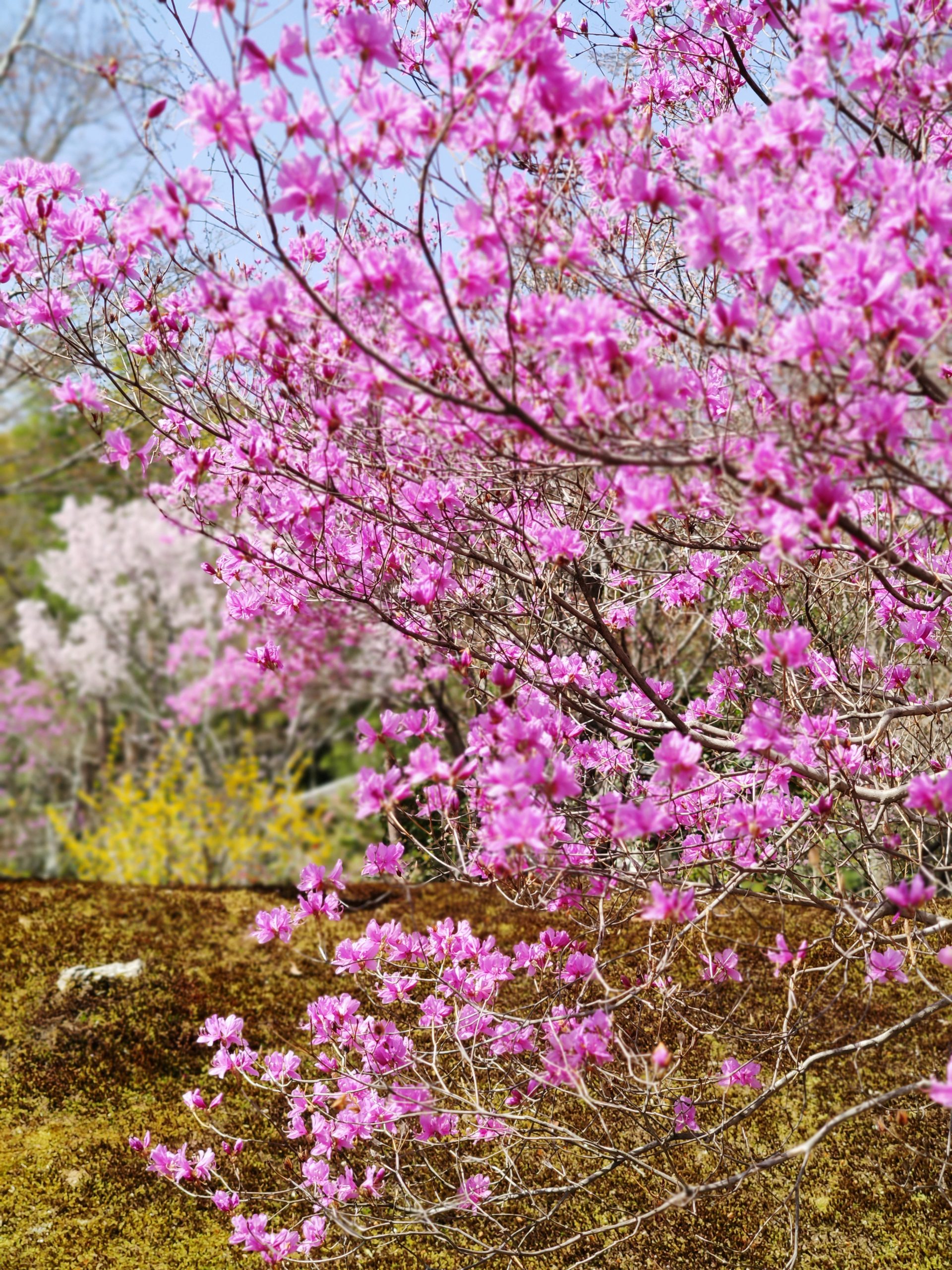 Tenryuji Garden