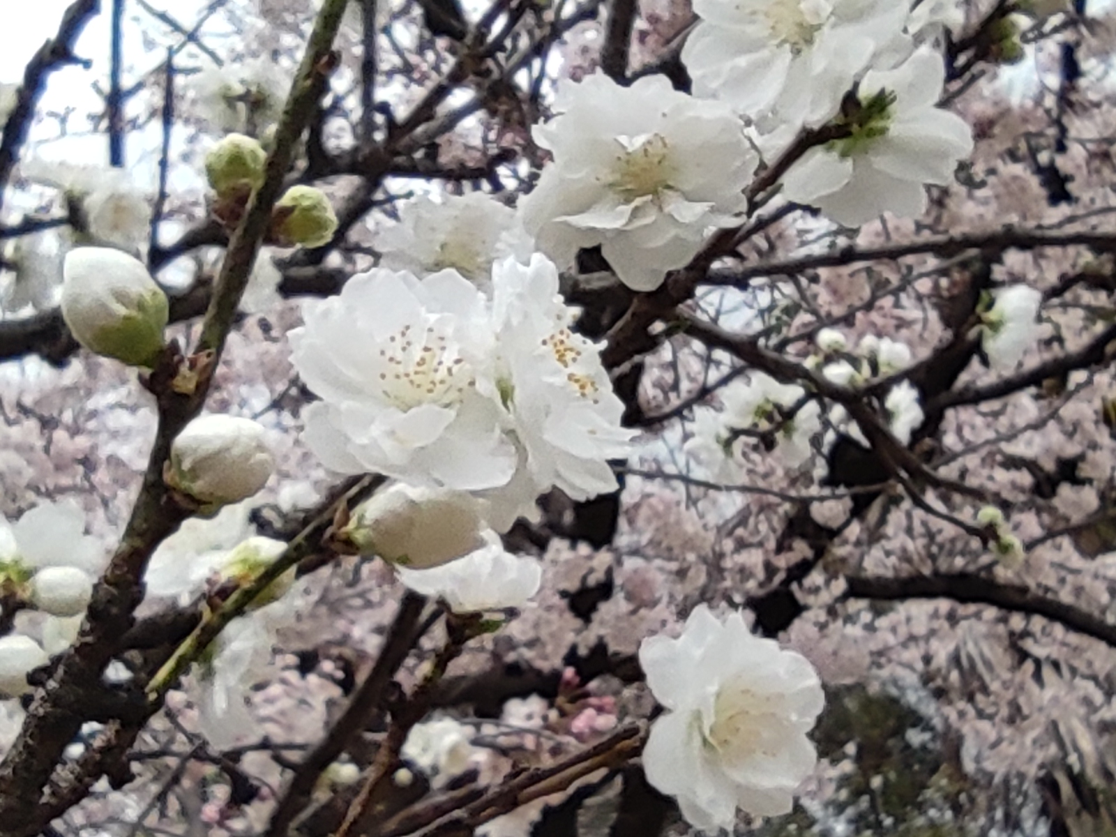 平野神社